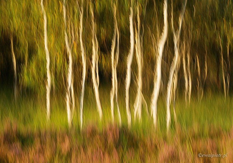 Heather and birches фото превью