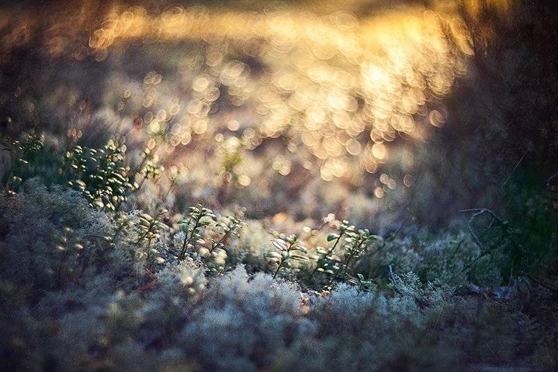 Helios, Блики, Боке, Брусника, Лес, Солнце, Травы, Утро, Елена Галицкая