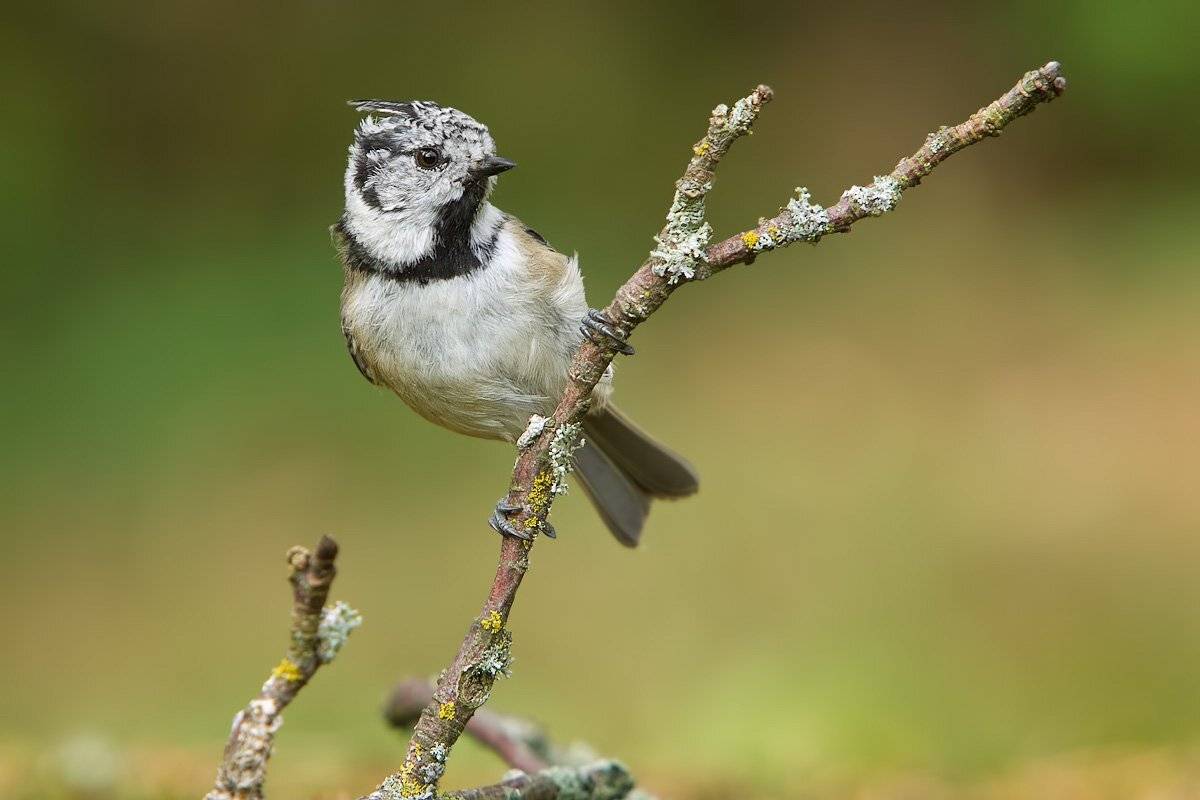 , Елена Давыдова