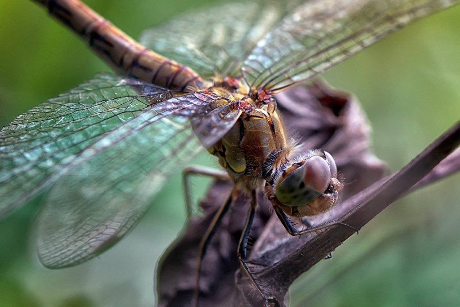 , Петр Антонович