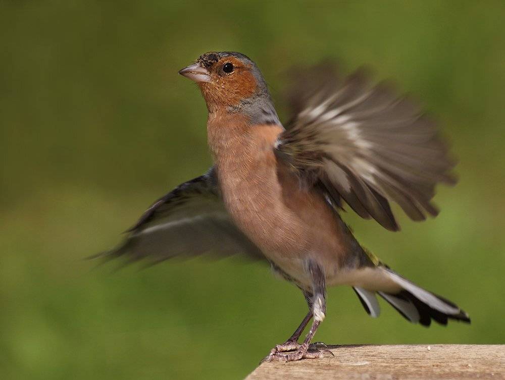 , Ирина Фурашова