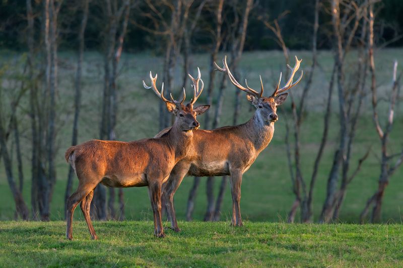 Сентябрь, мальчики красуются фото превью
