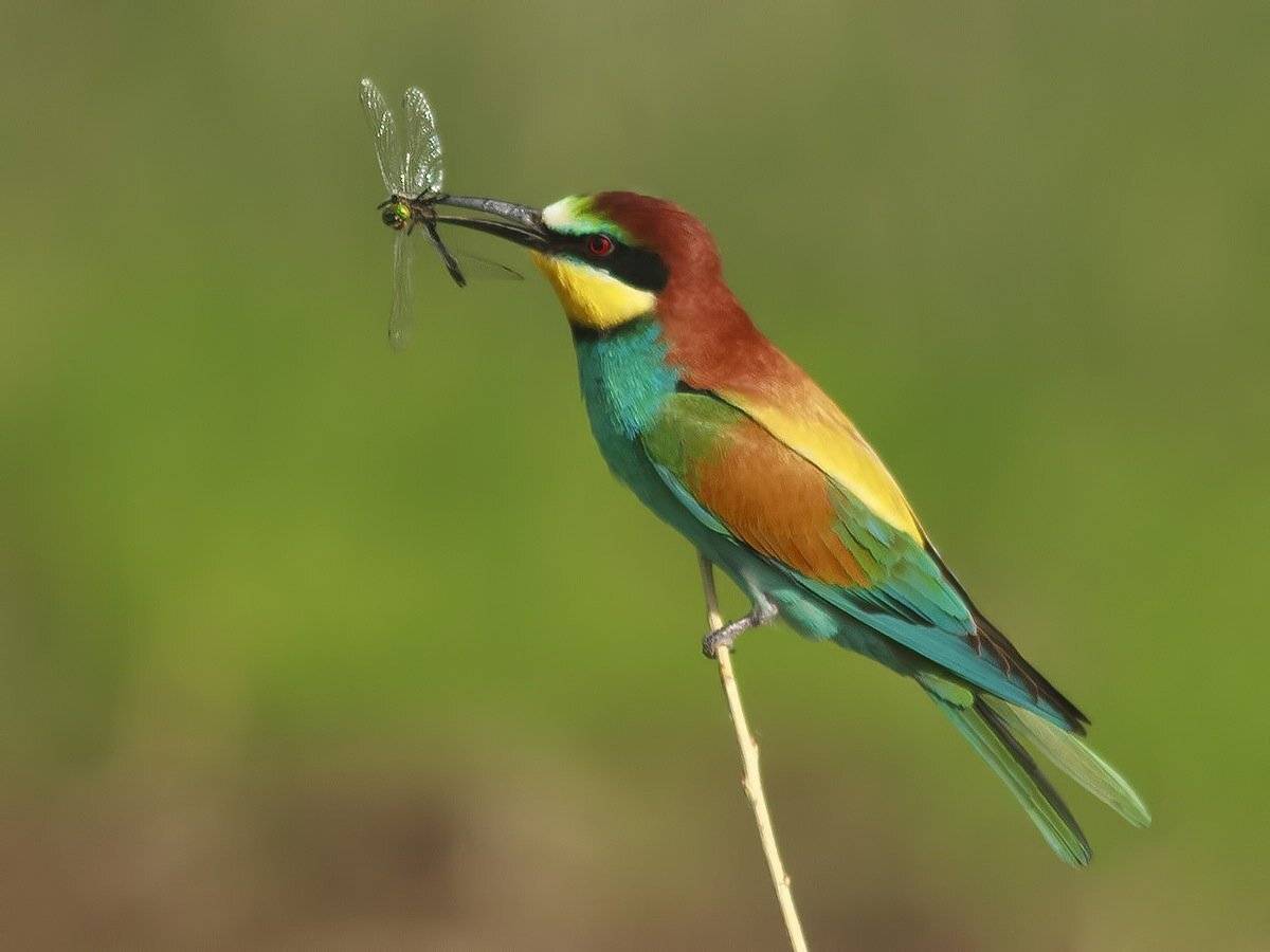 пчелоедка, Ляпустин Юра