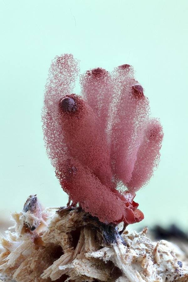 , Сергей Таланов