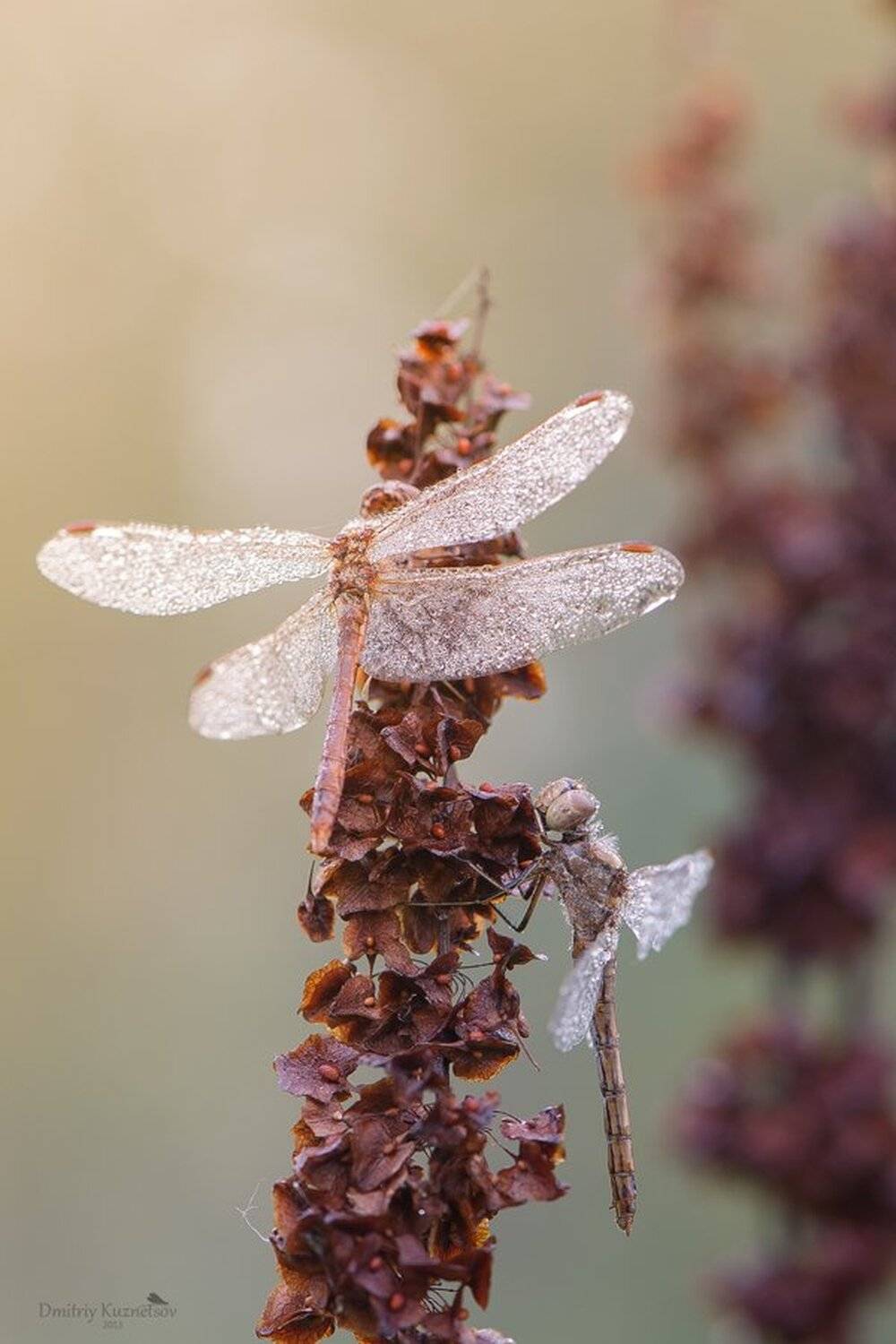 , Кузнецов Дмитрий