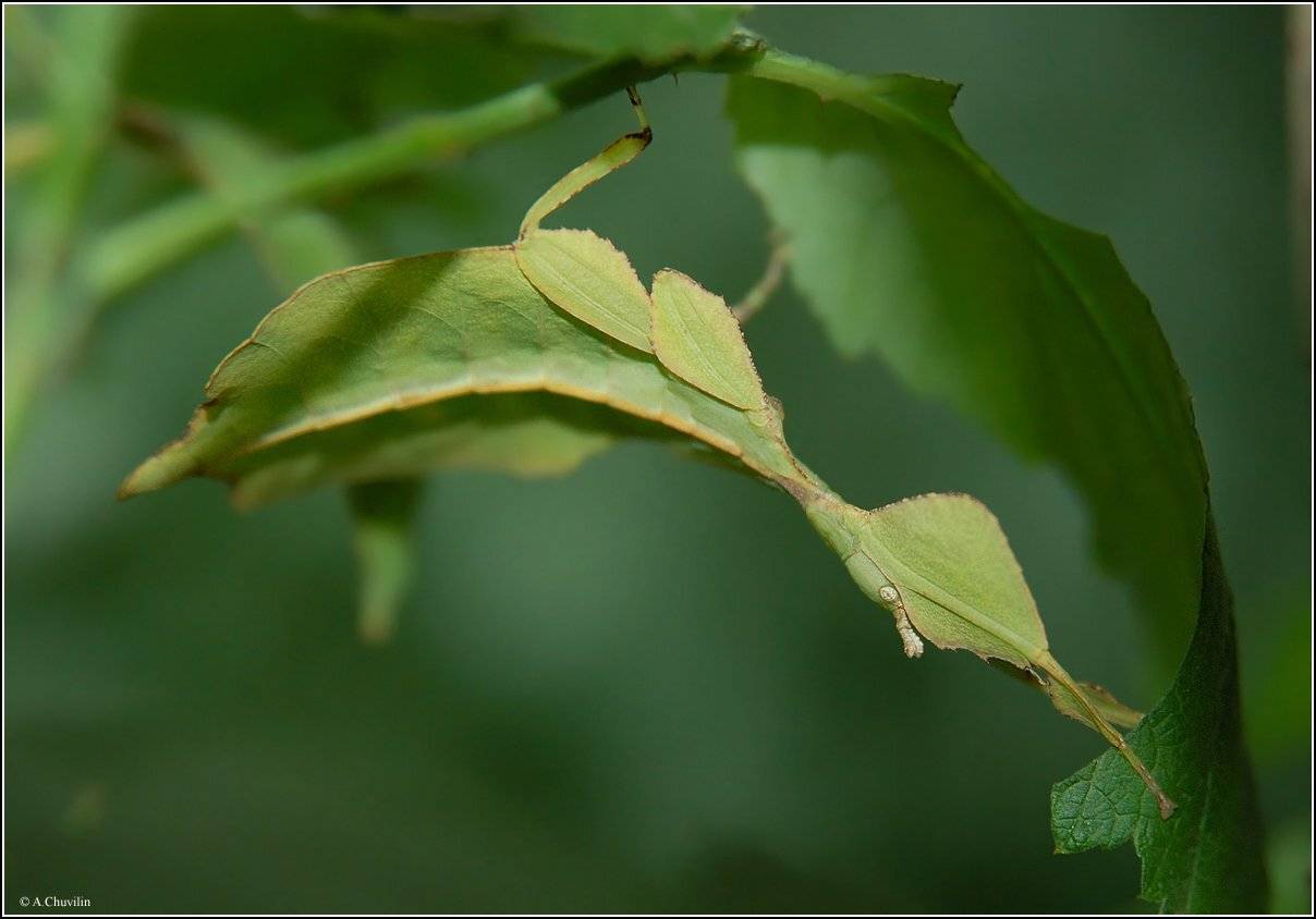 палочник,экзотический,листок, Александр Чувилин