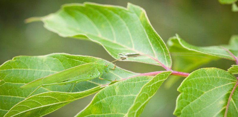 зеленый на зеленом фото превью