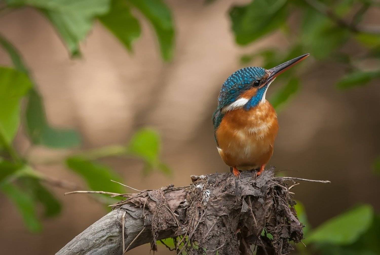 , Александр Чибиркин
