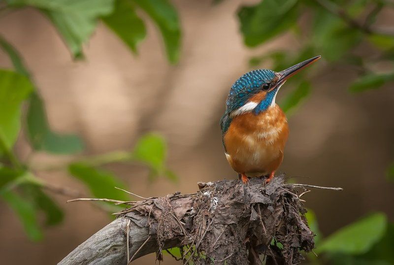 Кто тут? фото превью