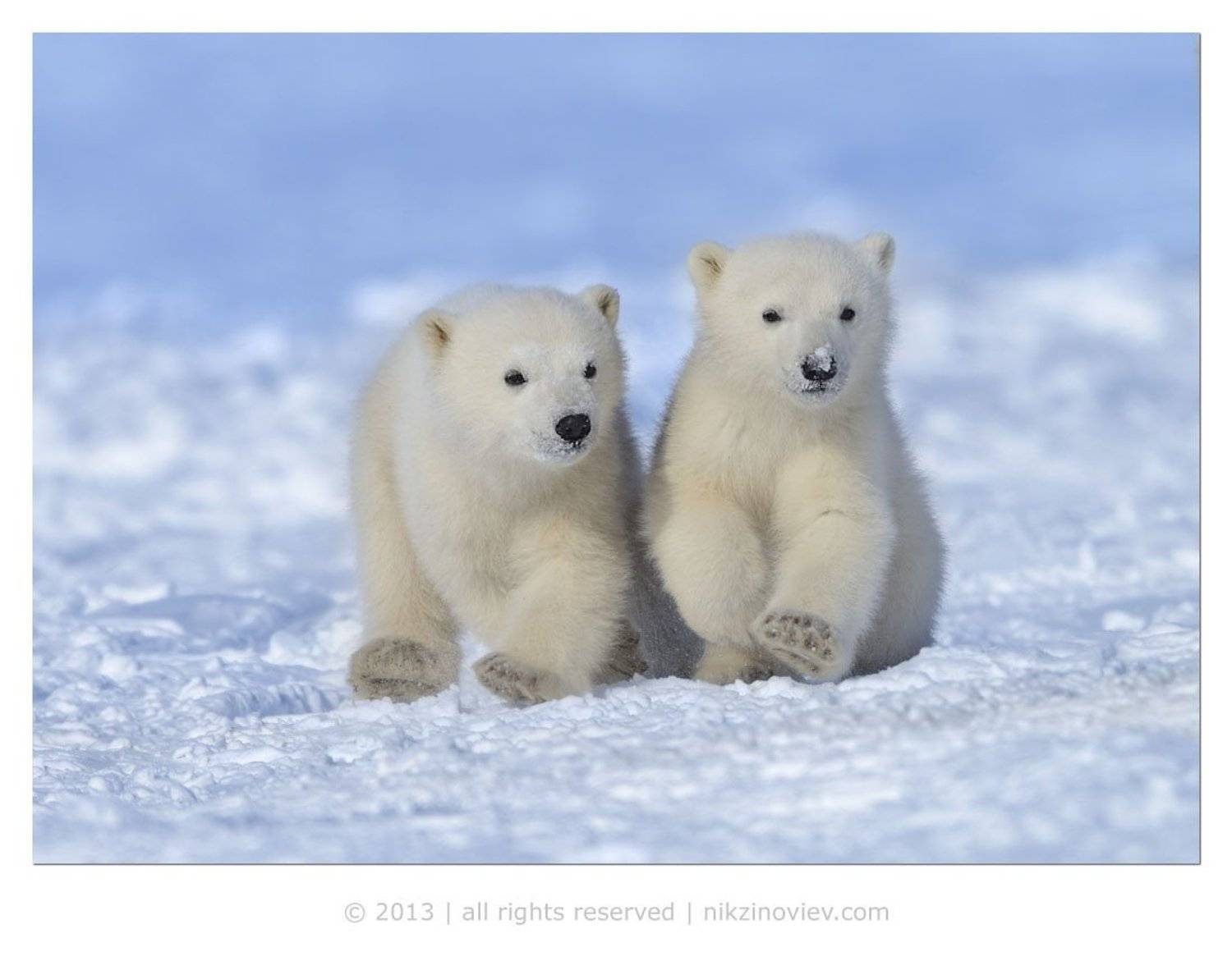 , Николай Зиновьев