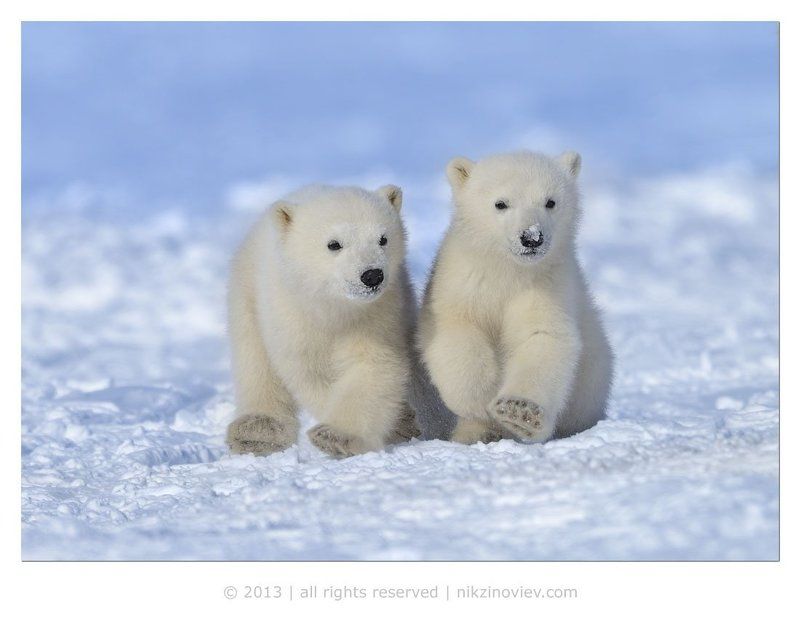 Полярники фото превью