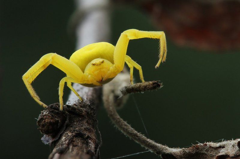 Пауки-бокоходы фото превью