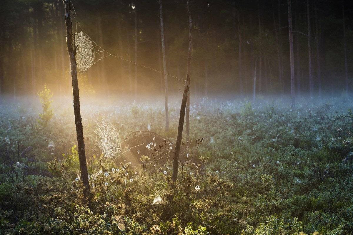 , Rimantas Bikulcius