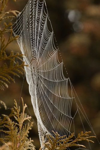Spider's web