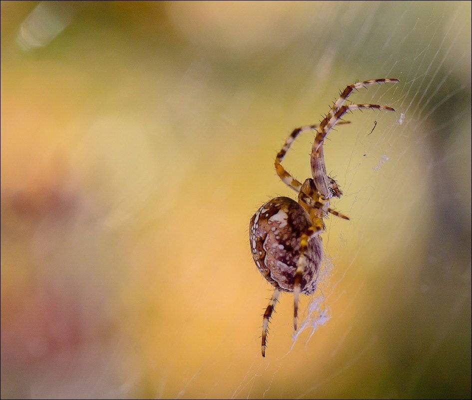 , Бурлов Андрей