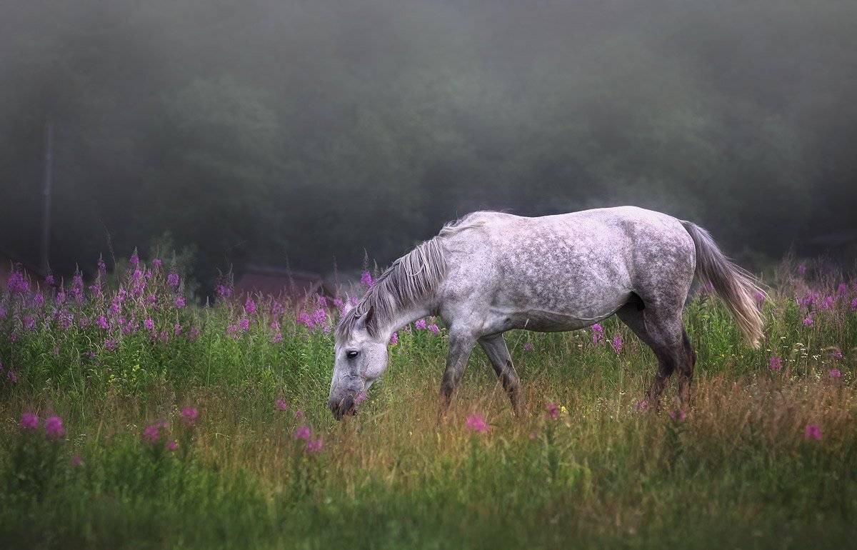 , Анна Корсакова