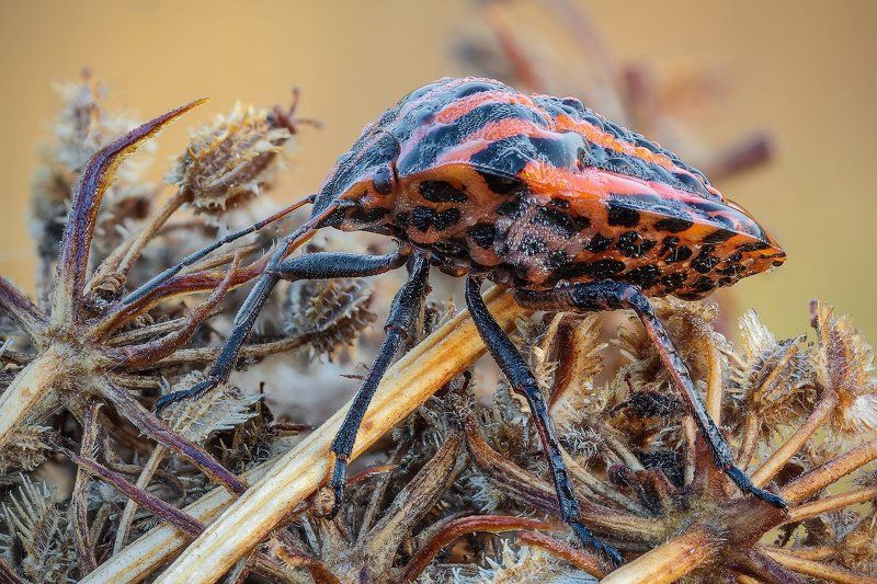/-*+ фото превью