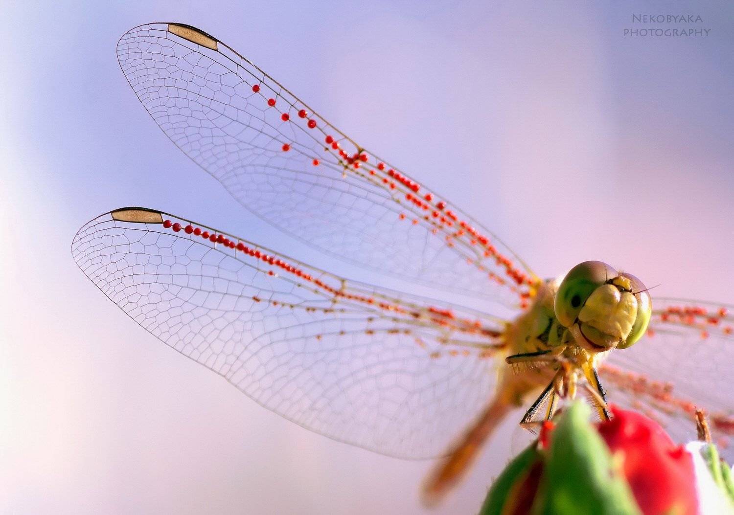 dragonfly, insects, larva, macro, summertime, лето, личинки, макро, насекомые, стрекоза, Мамакова Анжелика
