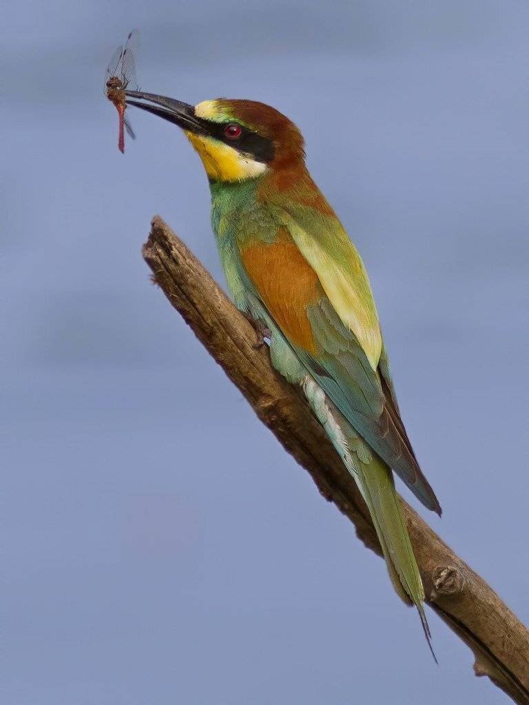 , Ляпустин Юра