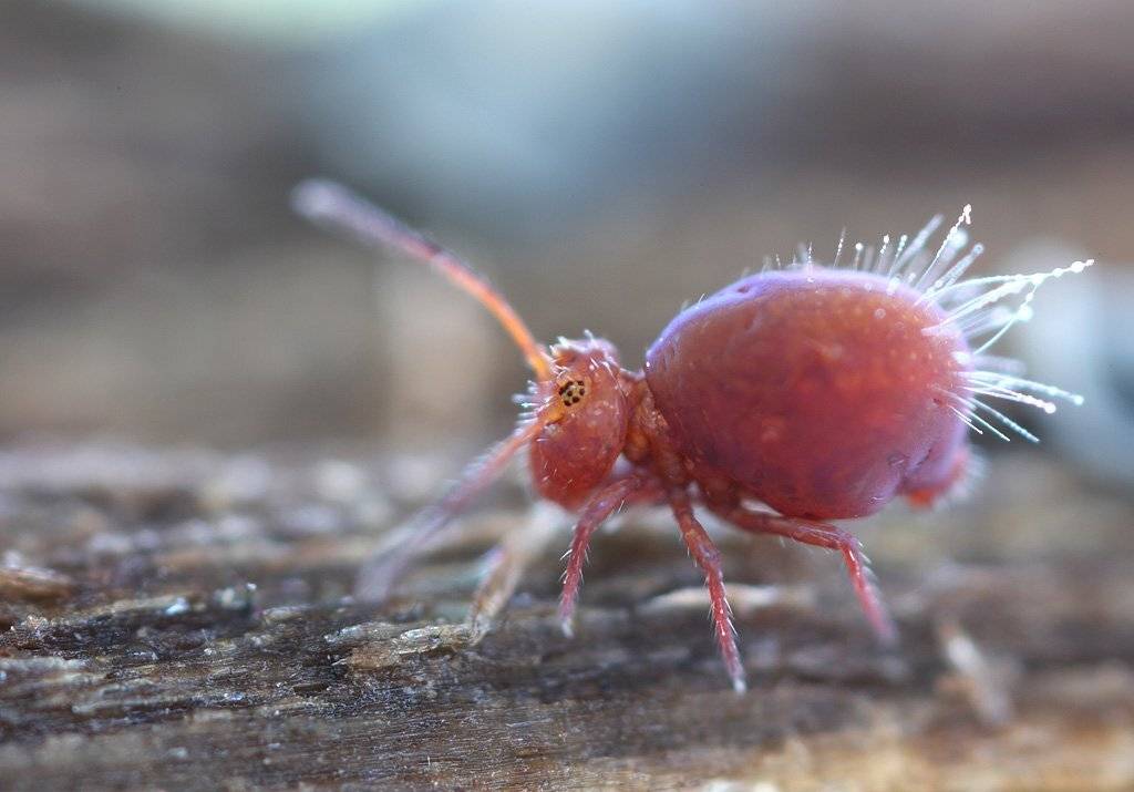 , Сергей Таланов