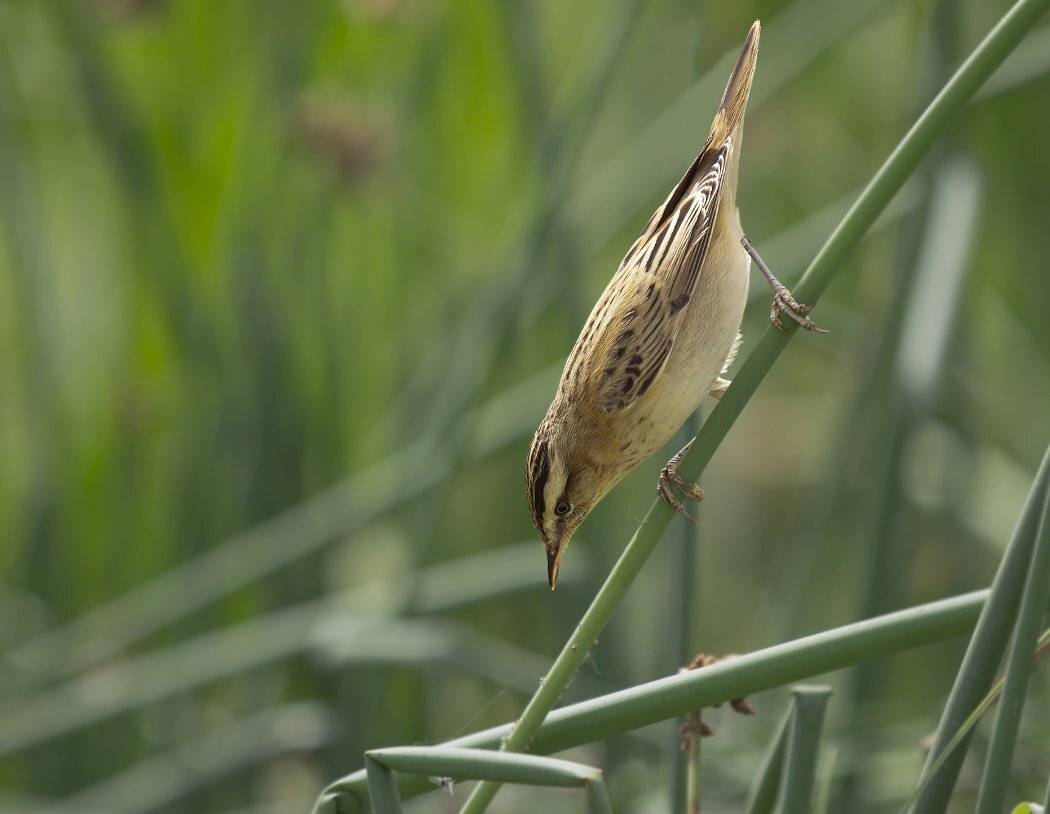 Acrocephalidae, Acrocephalus schoenobaenus, Камышевка-барсучок, Сергей Волков
