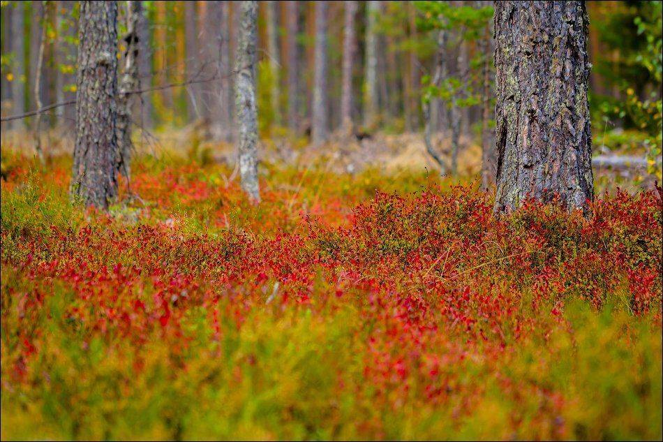, Бурлов Андрей