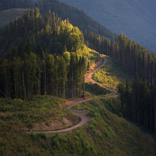 forest road