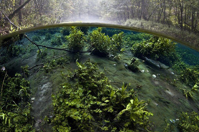 Подводный огород фото превью