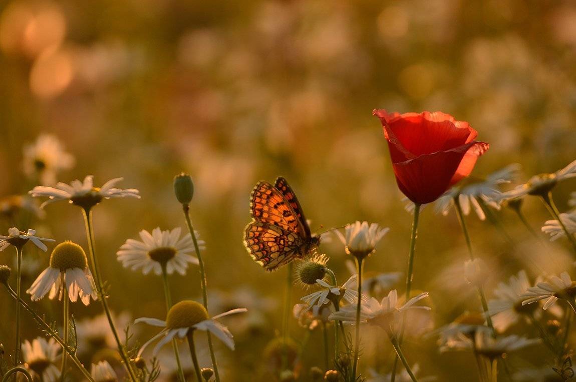 , Veronika A Jaroslav Mik&eacute;skovci