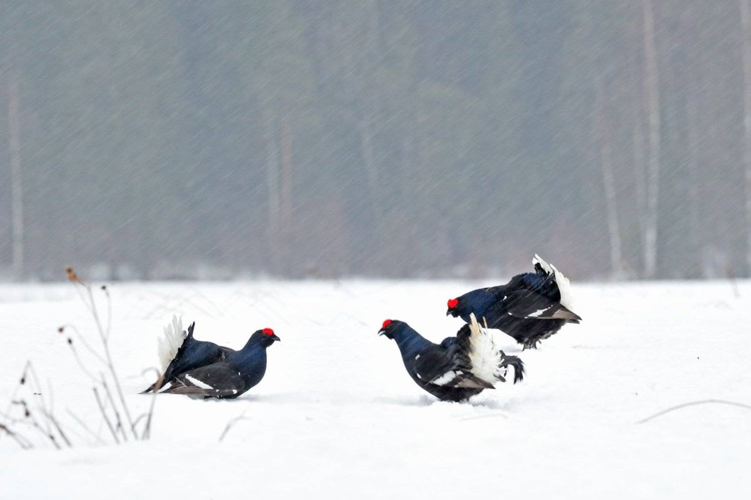, Алексей Тищенко