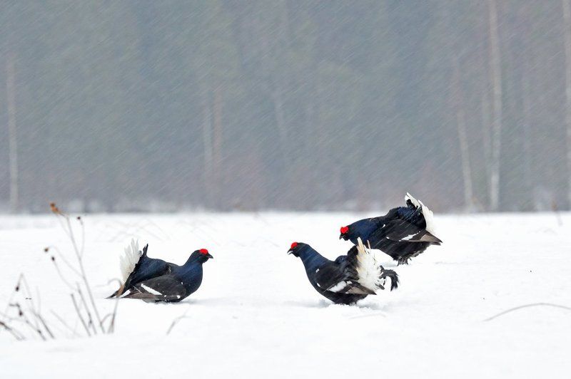 Непогода фото превью