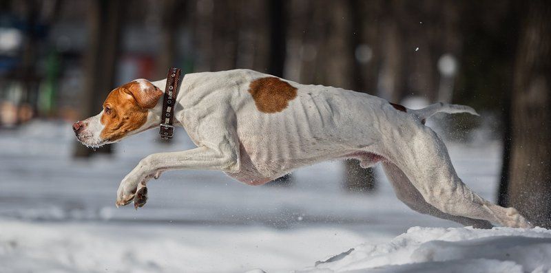 *** фото превью