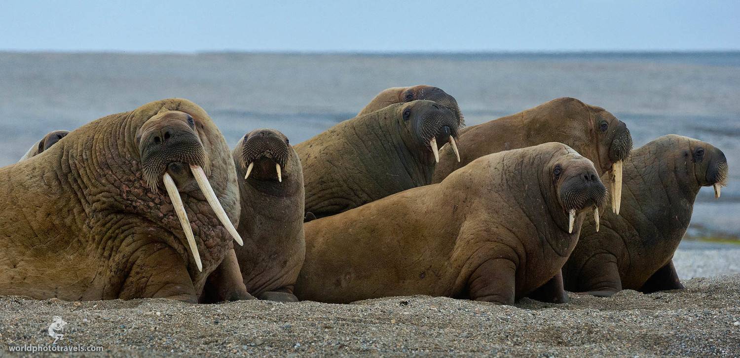 arctic, ., norway, ., svalbard, (spitsbergen), archipelago, ., walruses, (odobenus, rosmarus), ., torrelnesset, Майк Рейфман