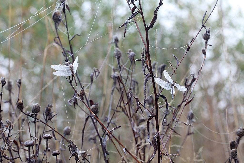 , Сергей Таланов