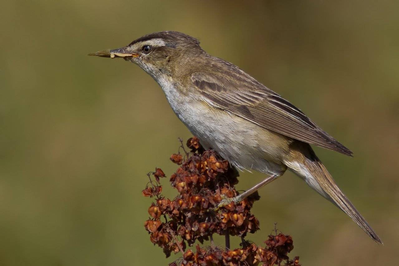 , Ляпустин Юра