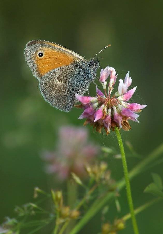 , Чепленко Алексей