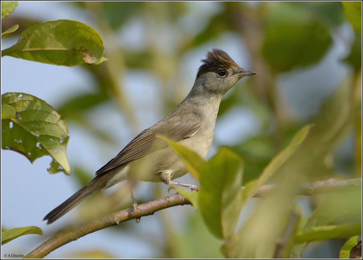 славка,черноголовая,паника, Александр Чувилин