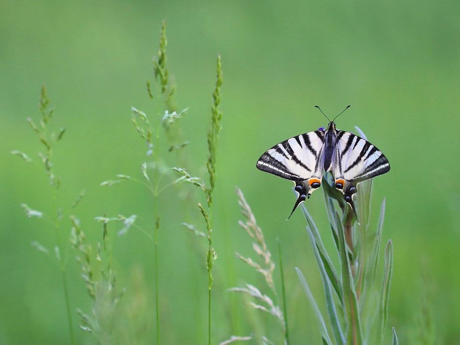 , Александр