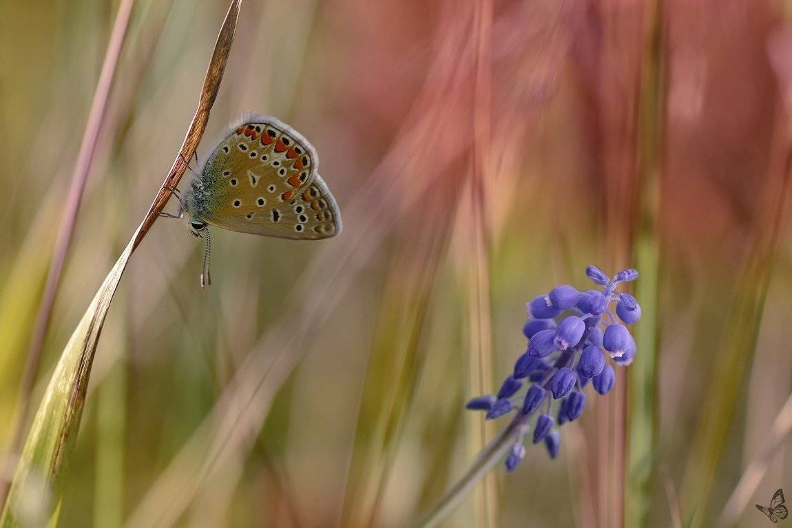 , Veronika A Jaroslav Mik&eacute;skovci