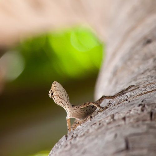 Ноги, крылья... Главное хвост!