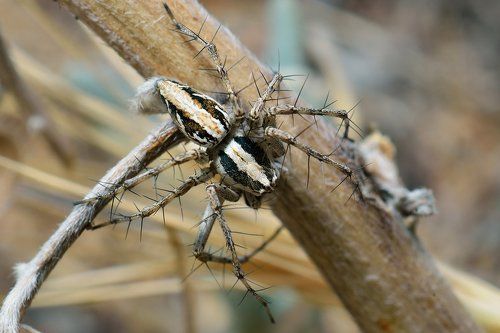 Lynx Spider