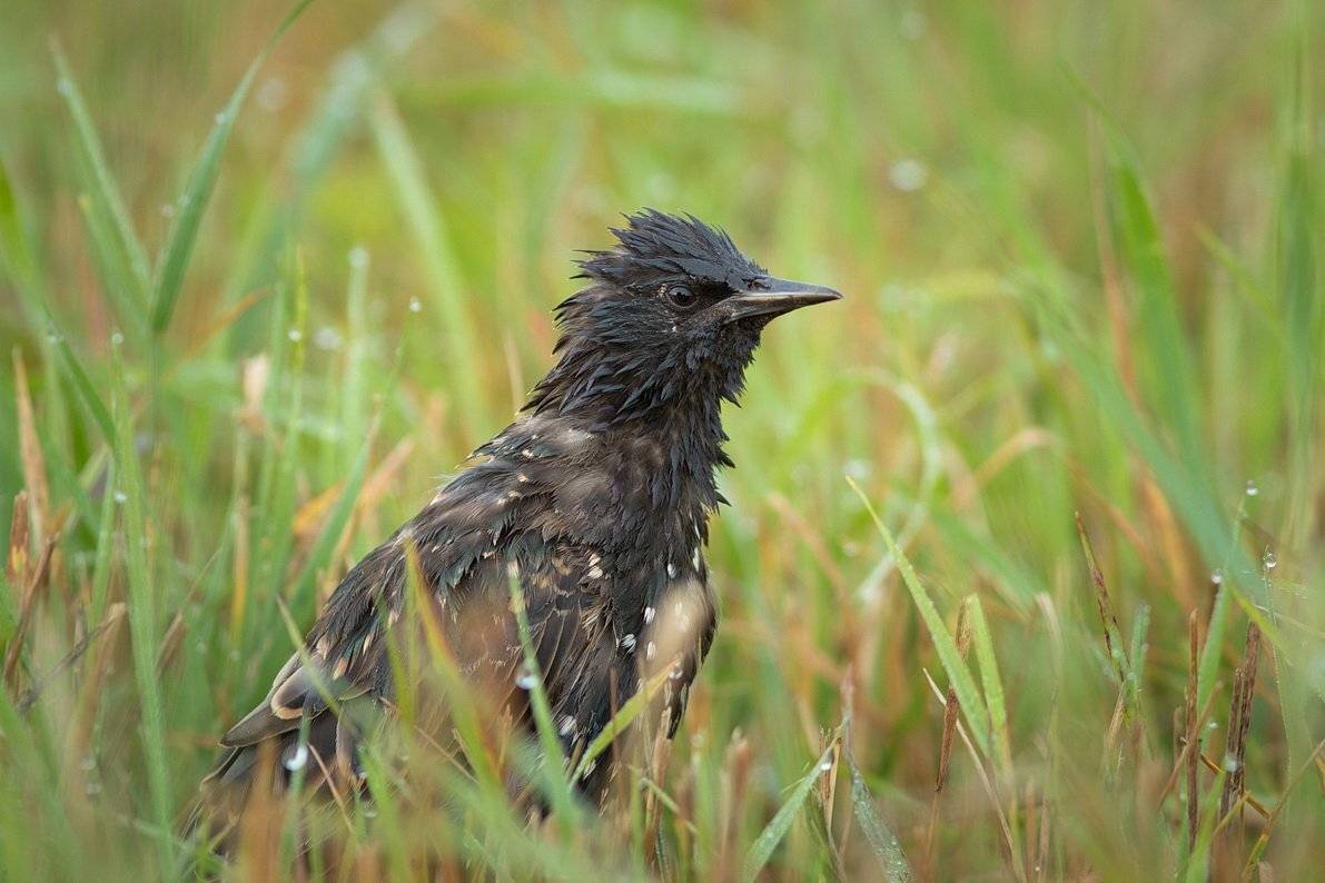 , Вилюнов Дмитрий