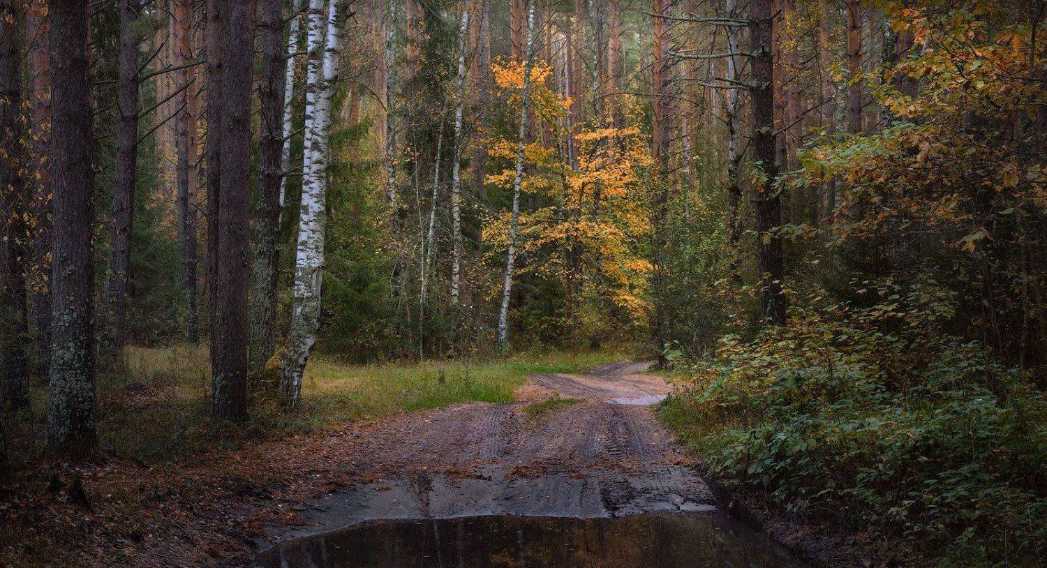 , Дмитрий Алексеев