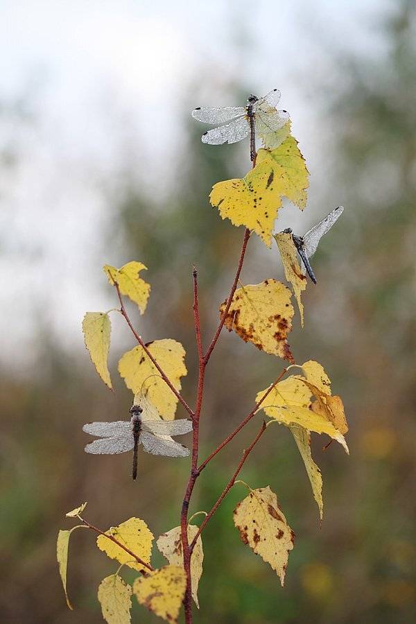 , Сергей Таланов