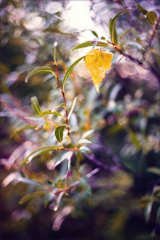 Осенняя фантазия фото превью