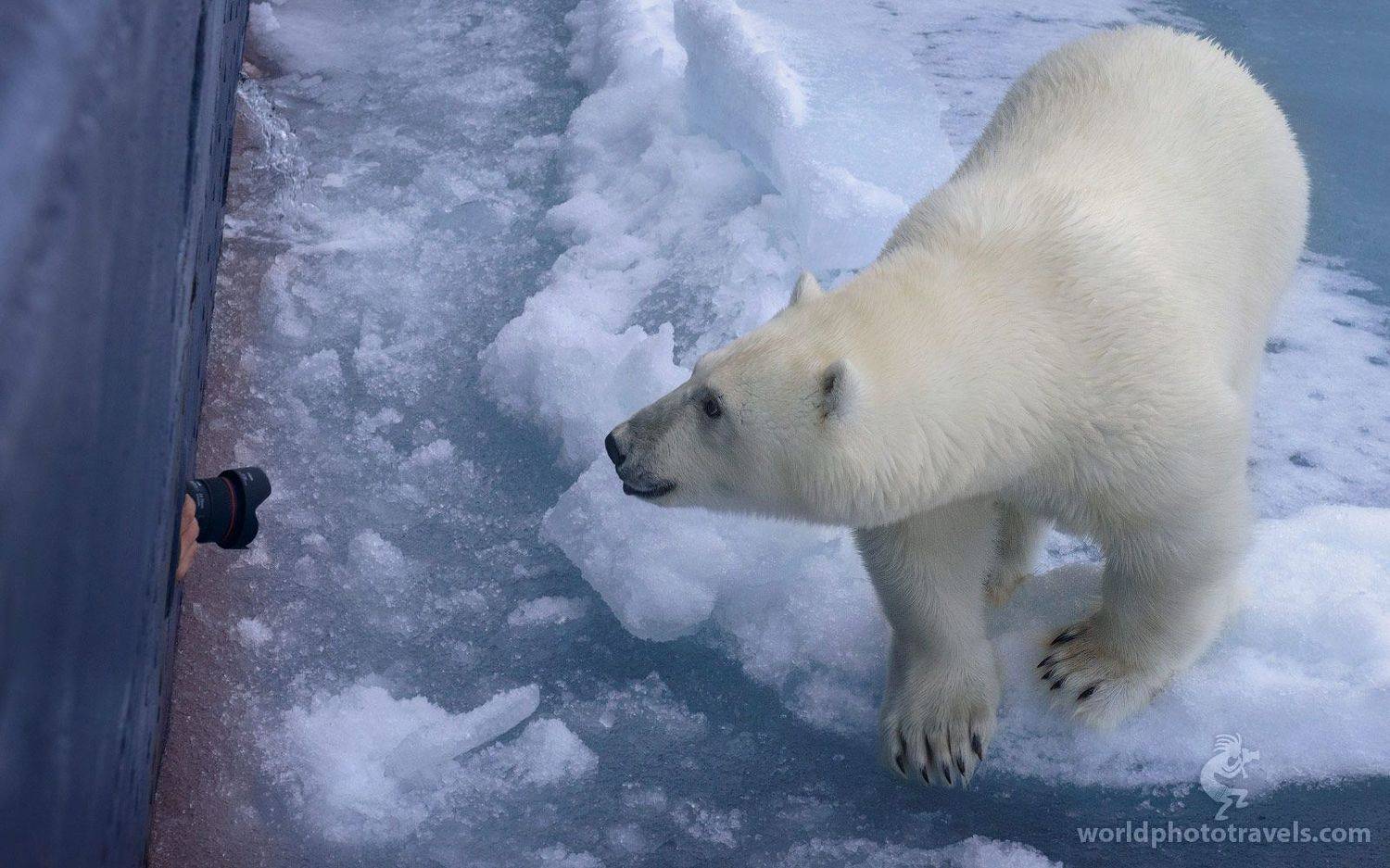 svalbard., spitsbergen., norway., polarxbear., ursus, мaritimus., Майк Рейфман