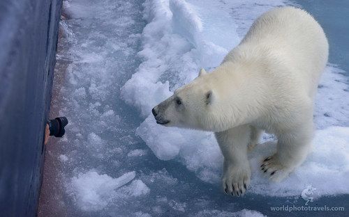 Про Охоту на Фото-охоту