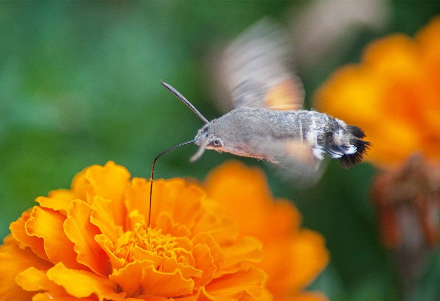 , Орест Сивак