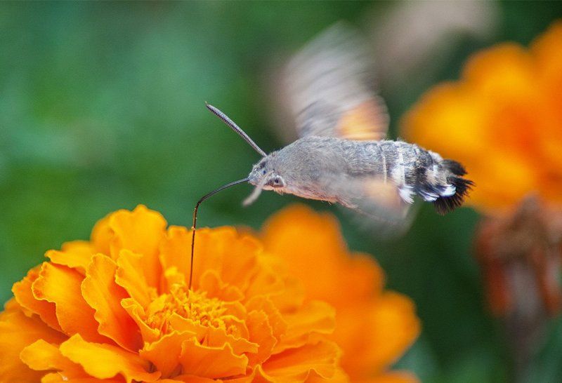 *** фото превью