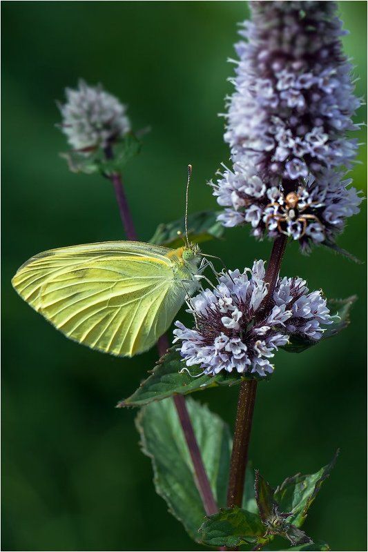 Капустница фото превью